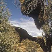 Sociable weaver bird nest