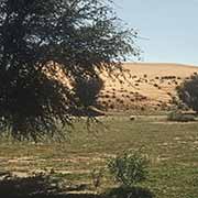 Kgalagadi Transfrontier Park