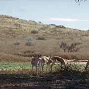 Impala, Kalahari Gemsbok NP