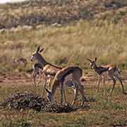 Impala, Kalahari Gemsbok NP