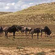 Gnu, Kalahari Gemsbok NP