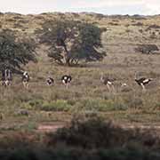 Ostriches, Kalahari Gemsbok NP