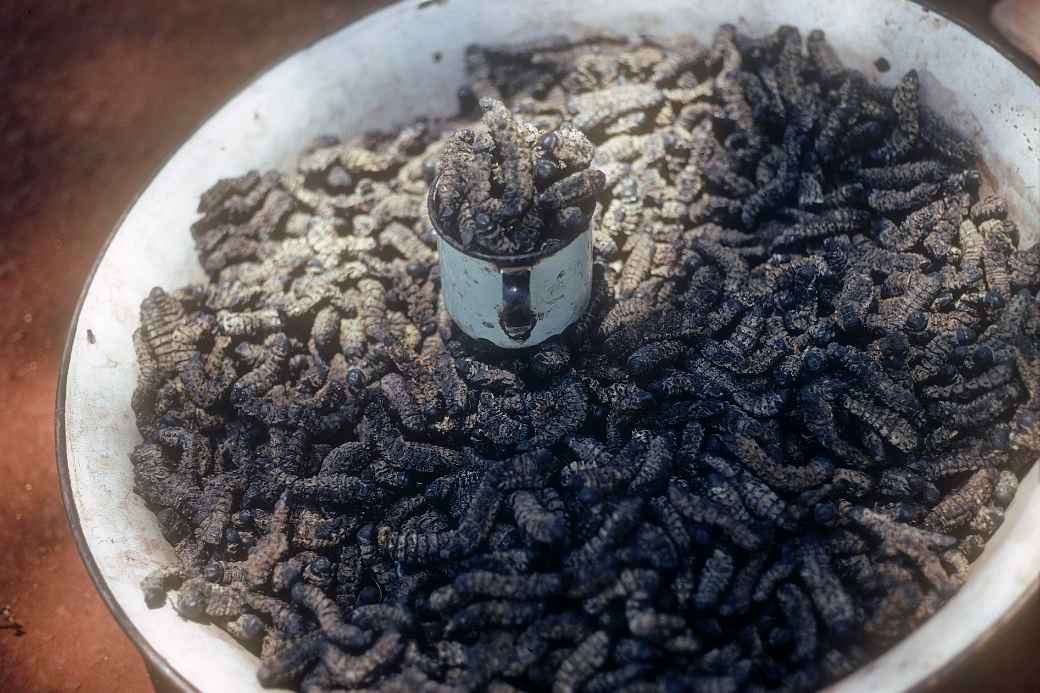 Roasted caterpillars, Sibasa