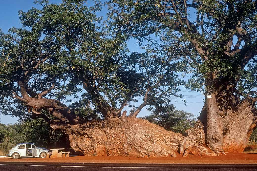 Baobab tree