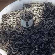 Roasted caterpillars, Sibasa