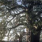 Baobab trees