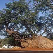 Baobab tree