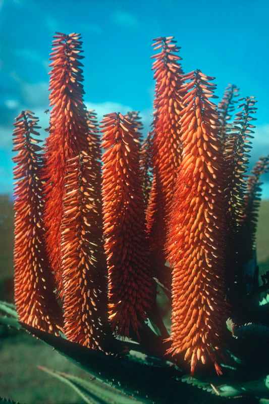 Aloes along the road