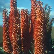 Aloes along the road