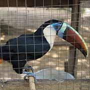 Toucan, Bigiston