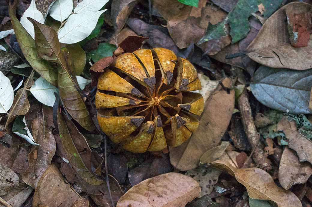 Dried seed pod