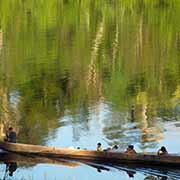 Canoe with a family, Palumeu