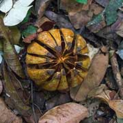 Dried seed pod