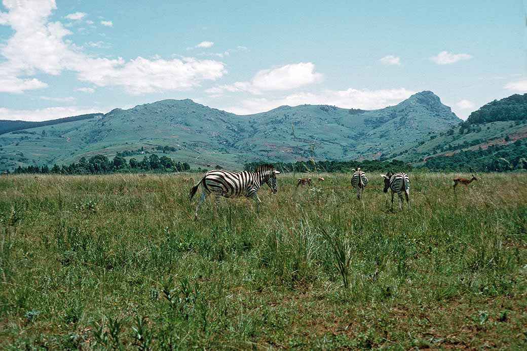 Grazing zebras