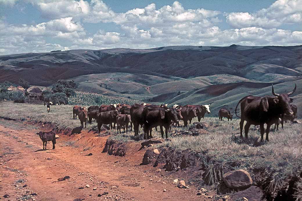 Cattle and homestead