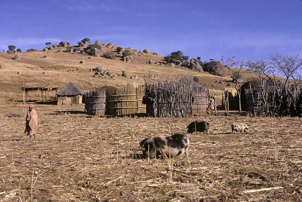 Homestead, Maphalaleni