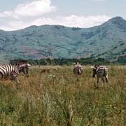 Grazing zebras