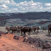 Cattle and homestead