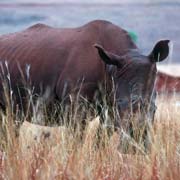 Rhinoceros in Mlilwane