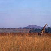 Photographing a giraffe