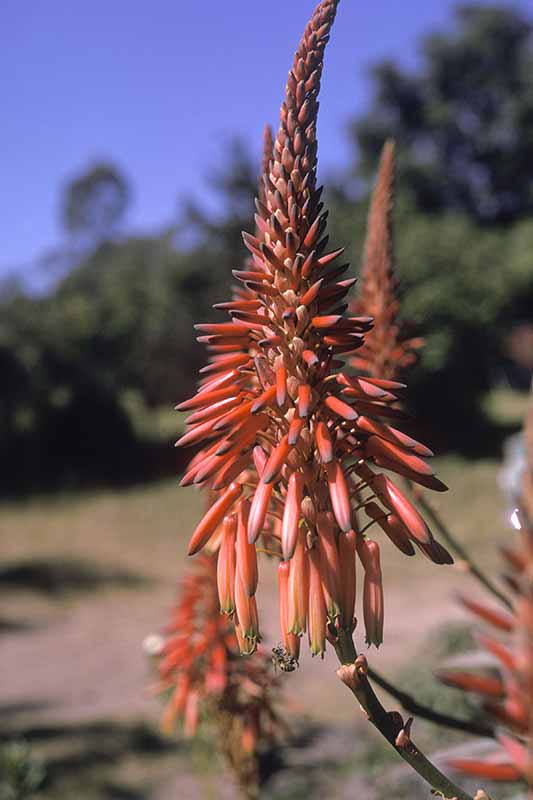 Aloe flower