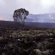 Grass fire near Nkaba