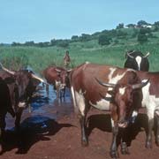 Herding cattle