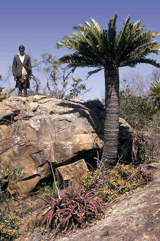 Cycad, Lubombo