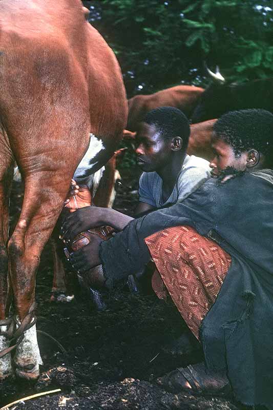 Milking a cow