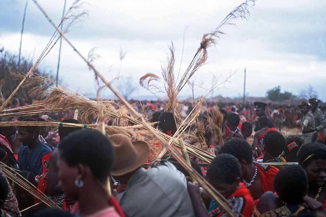 Throwing the reed bundles