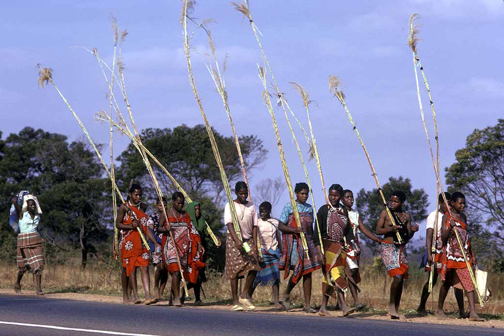 Bringing reed bundles