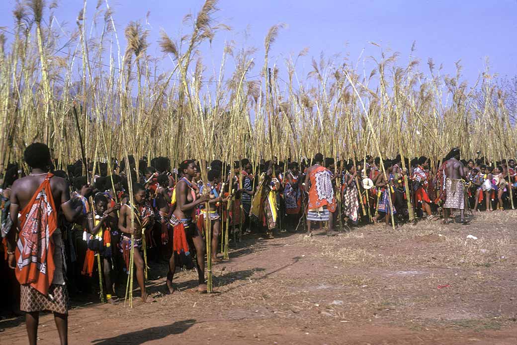 Girls with reeds