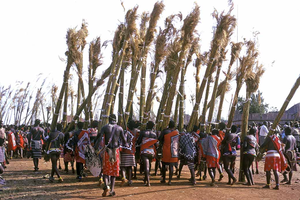 Bringing reed bundles