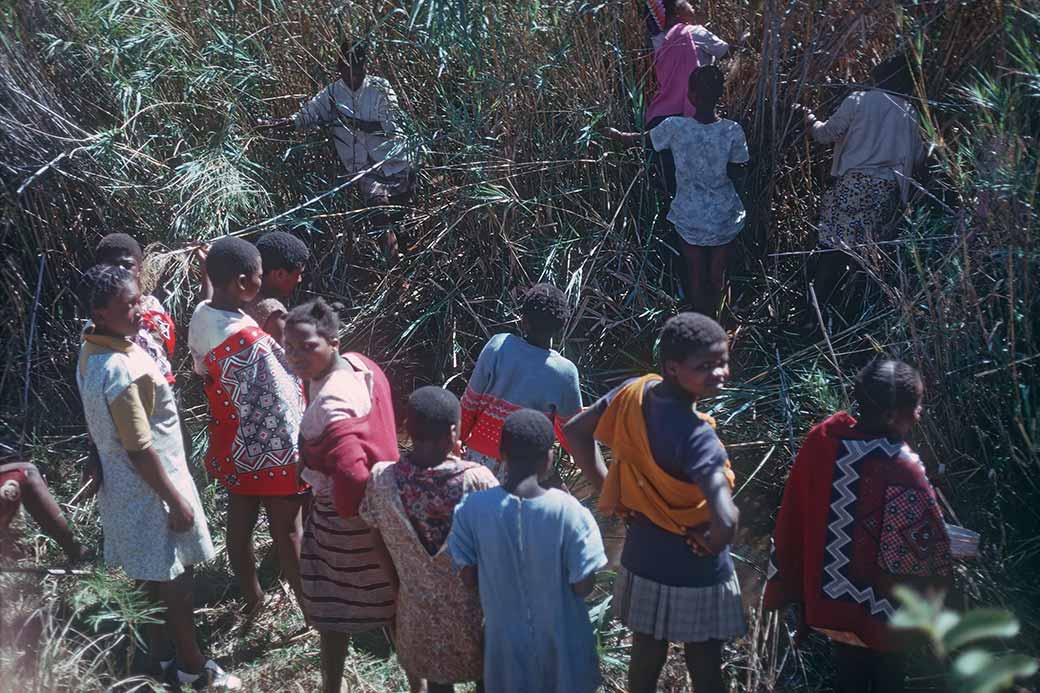 Girls cutting reeds