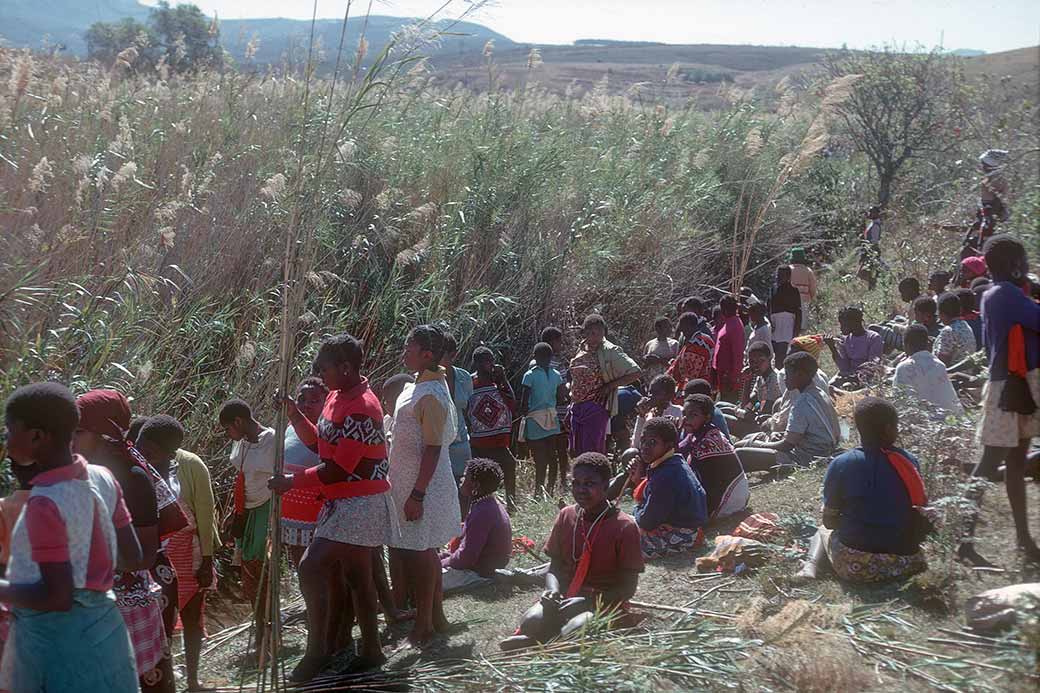 Making reed bundles