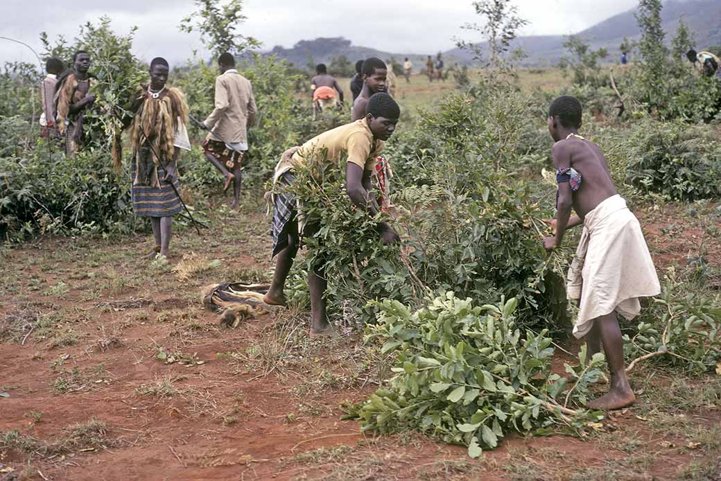 Gathering leaves