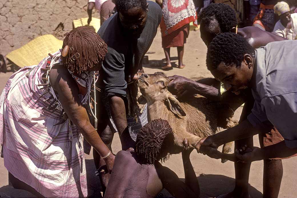 Sangoma drinking blood