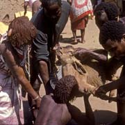 Sangoma drinking blood