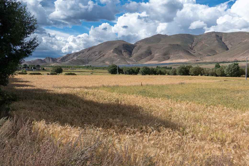 Farmers fields near Gyantse