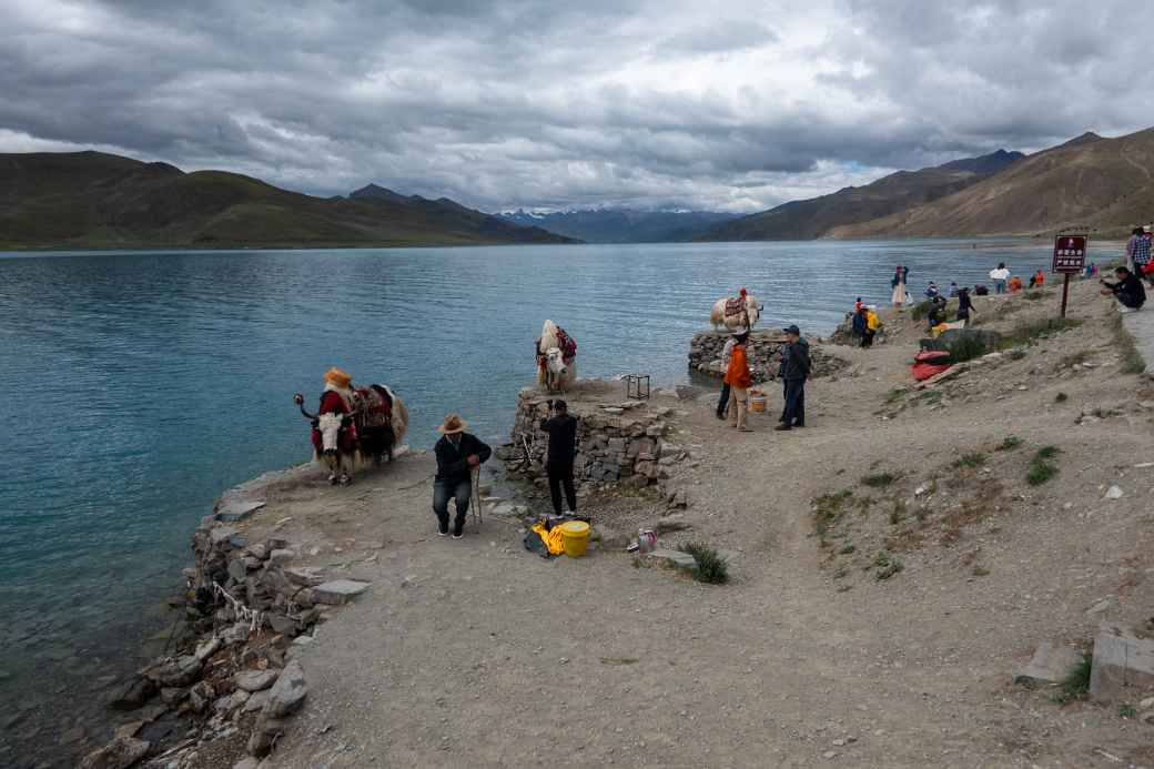 Yaks, Yamdrok Yumtso lake