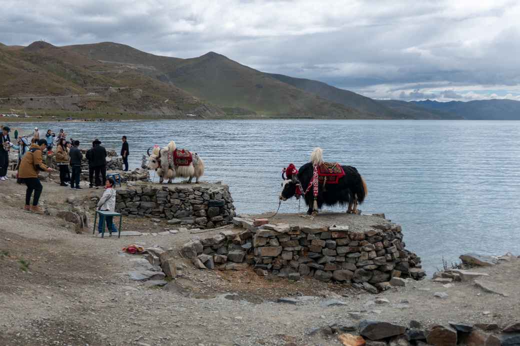 Yaks, Yamdrok Yumtso lake