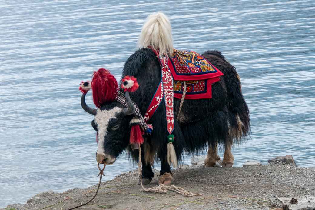 Yak, Yamdrok Yumtso lake