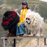 Tourist with dogs