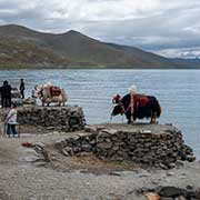 Yaks, Yamdrok Yumtso lake