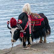 Yak, Yamdrok Yumtso lake