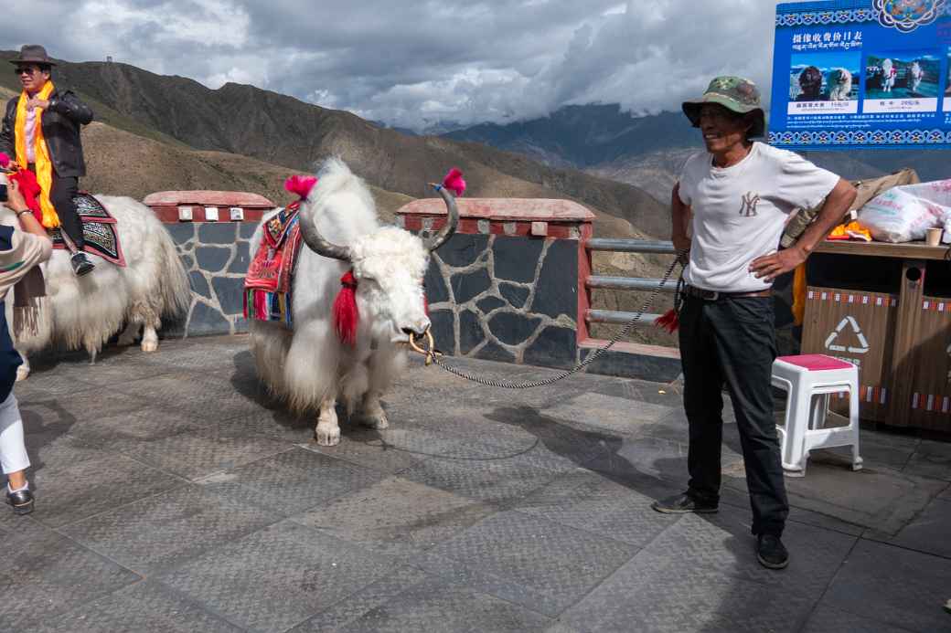 White yaks