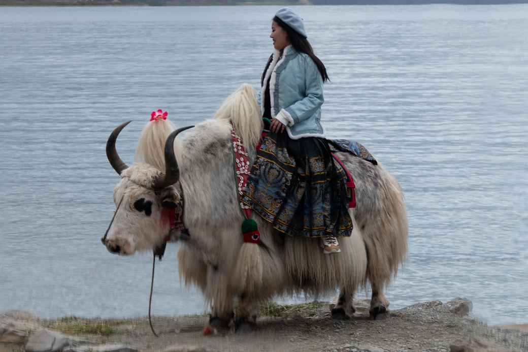 Yak, Yamdrok Yumtso lake