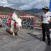 White yaks