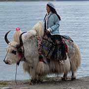 Yak, Yamdrok Yumtso lake