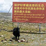 Yak and a sign